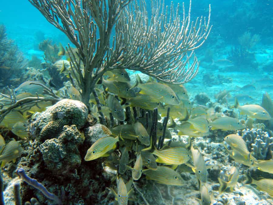 snorkeling charter costa maya