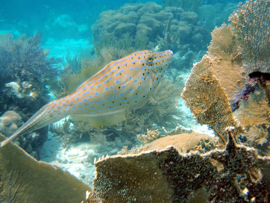 snorkeling charter costa maya