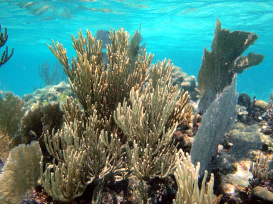 costa maya snorkeling