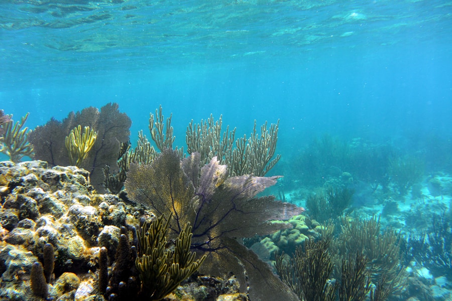 costa maya snorkeling