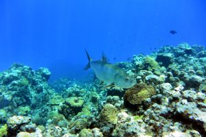 snorkeling costa maya