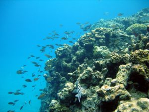 Snorkeling Goff's Caye Belize