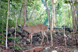 costa maya deer